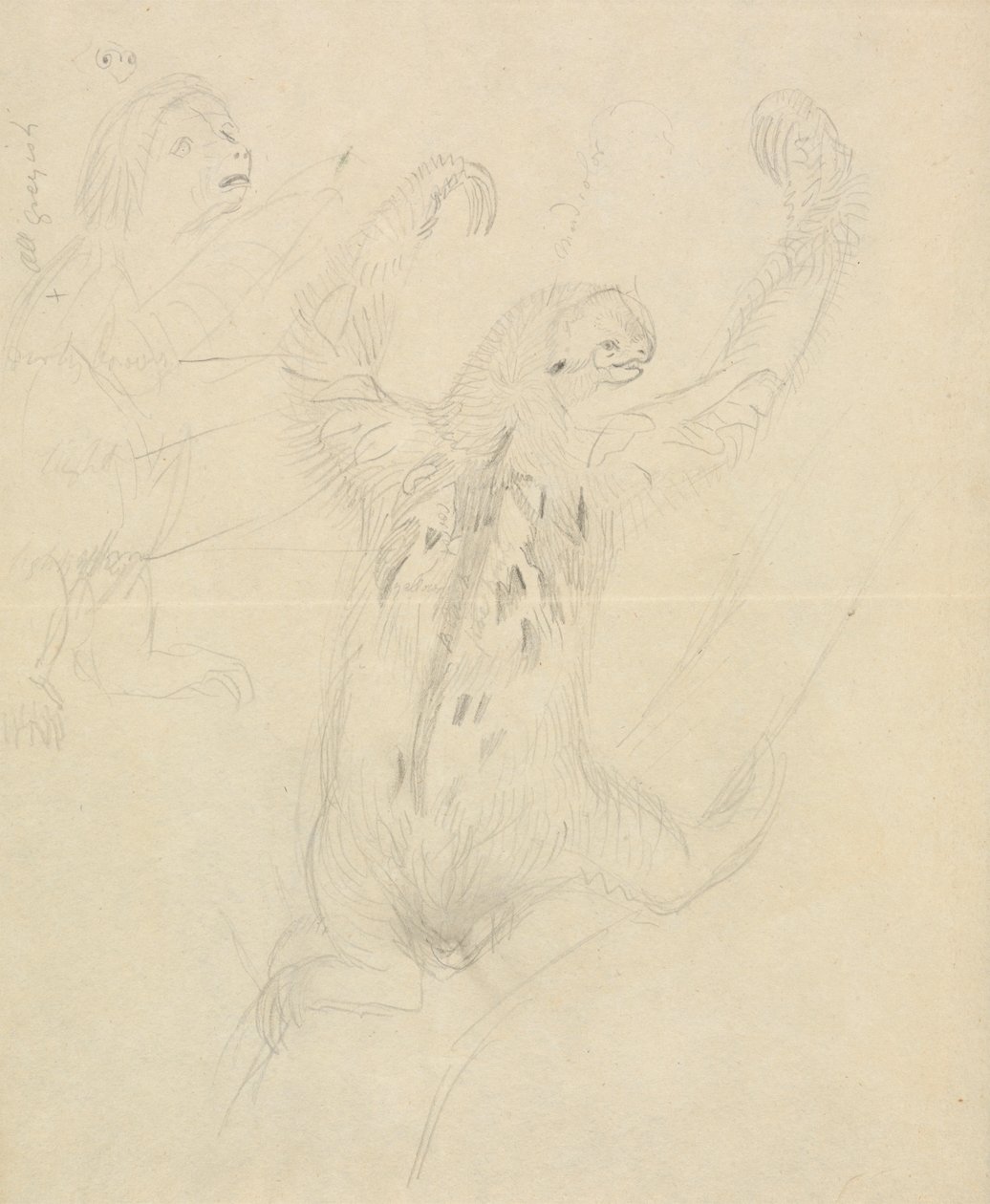 Dos perezosos de James Sowerby