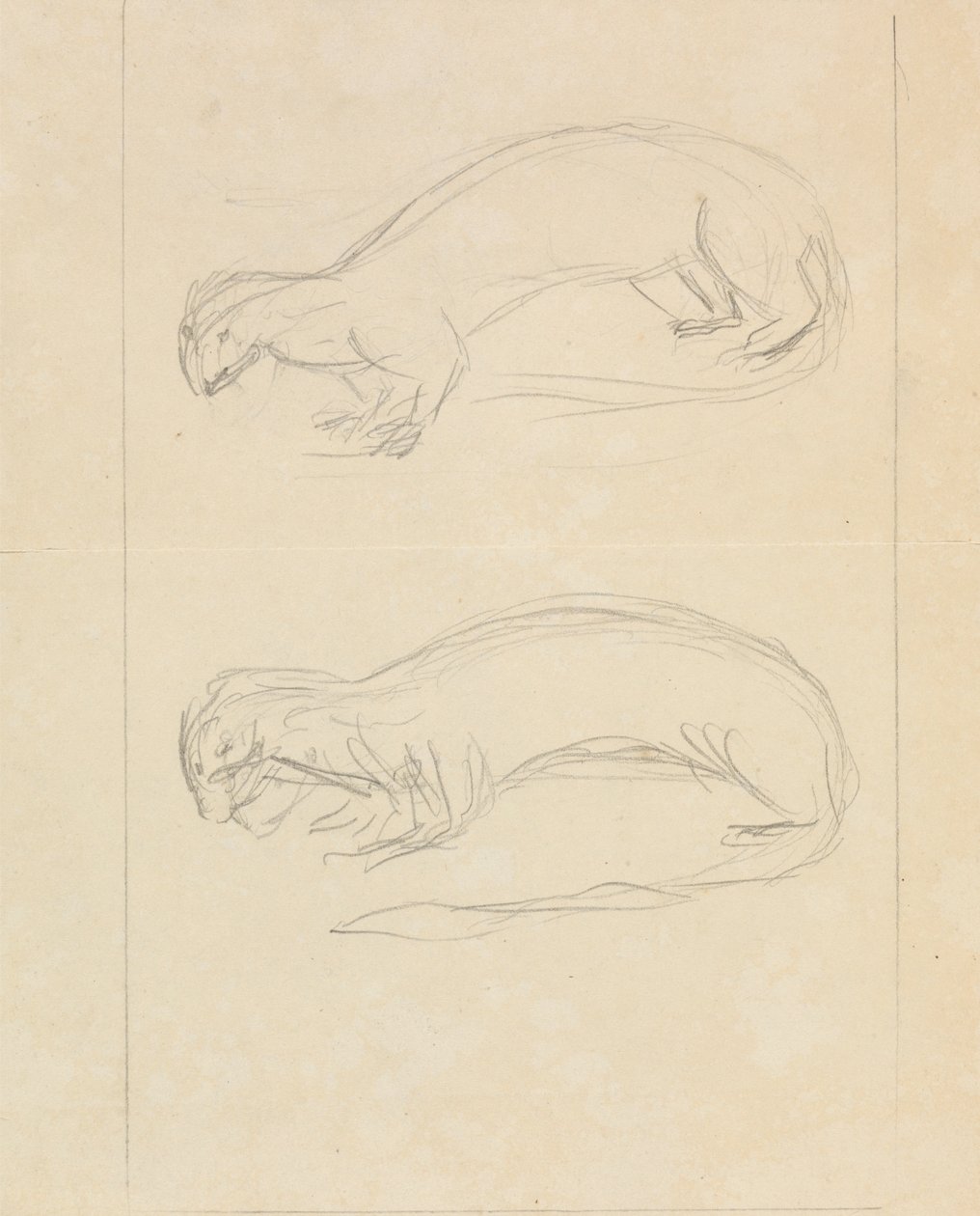 Dos comadrejas de James Sowerby