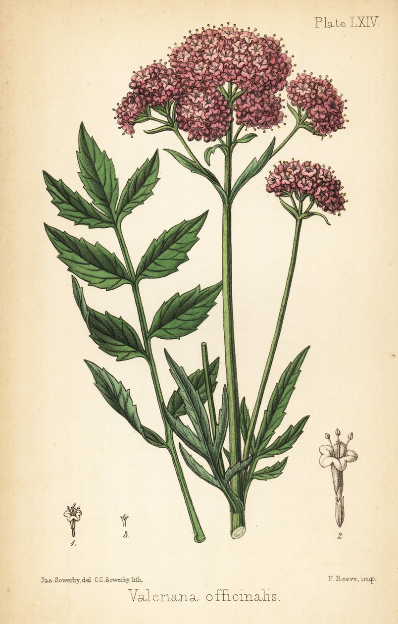 Valeriana, Valeriana officinalis. Litografía coloreada a mano por Charlotte Caroline Sowerby a partir de una ilustración de James Sowerby de la Flora Homeopathica de Edward Hamilton, Bailliere, Londres. de James Sowerby
