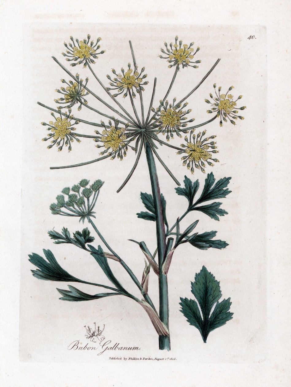 Variete umbellifere que produce goma resinosa - Bubon de hojas de levístico, Bubon galbanum. Grabado en cobre coloreado a mano de una ilustración botánica de James Sowerby de la obra de William Woodville y Sir William Jackson Hooker "Medical Botany", John  de James Sowerby