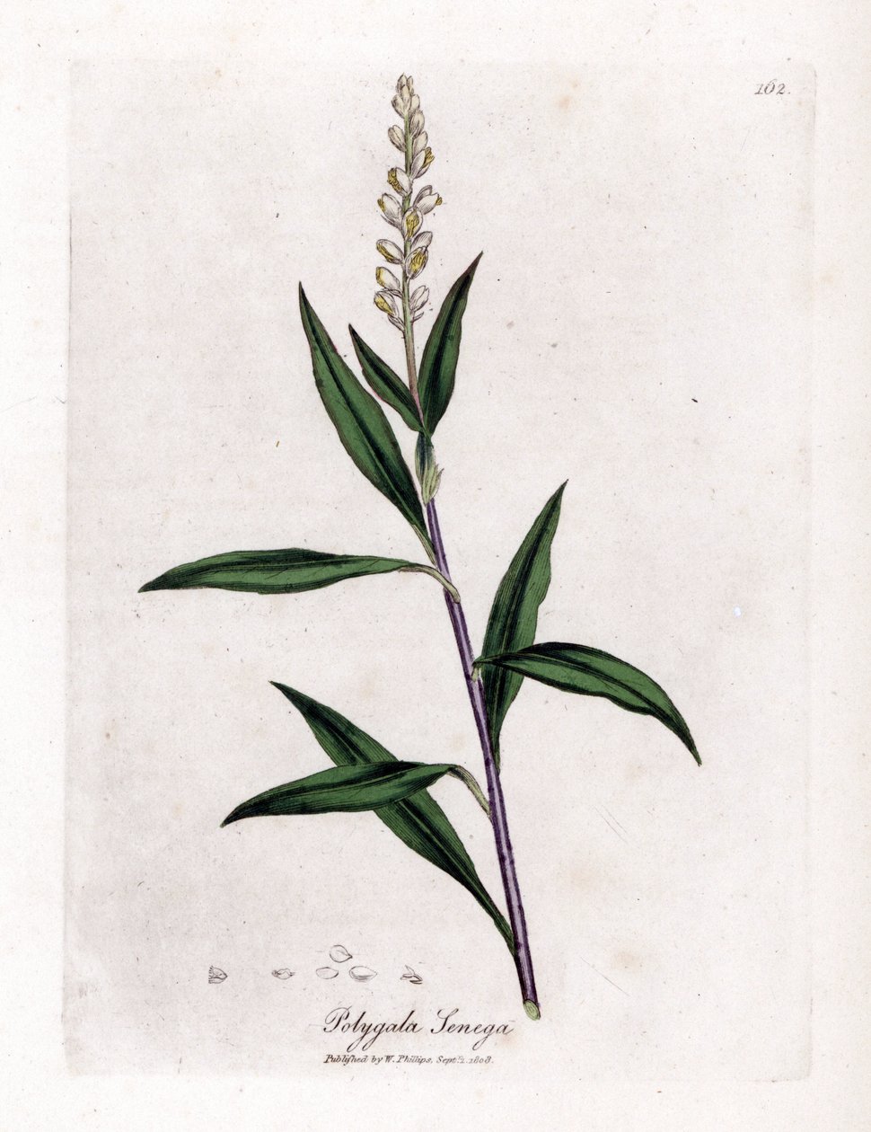 Virginia polygale o hierba de leche - Senega, Polygala senega. Grabado en cobre coloreado a mano a partir de una ilustración botánica de James Sowerby de "Botánica Médica" de William Woodville y Sir William Jackson Hooker, John Bohn, Londres. de James Sowerby