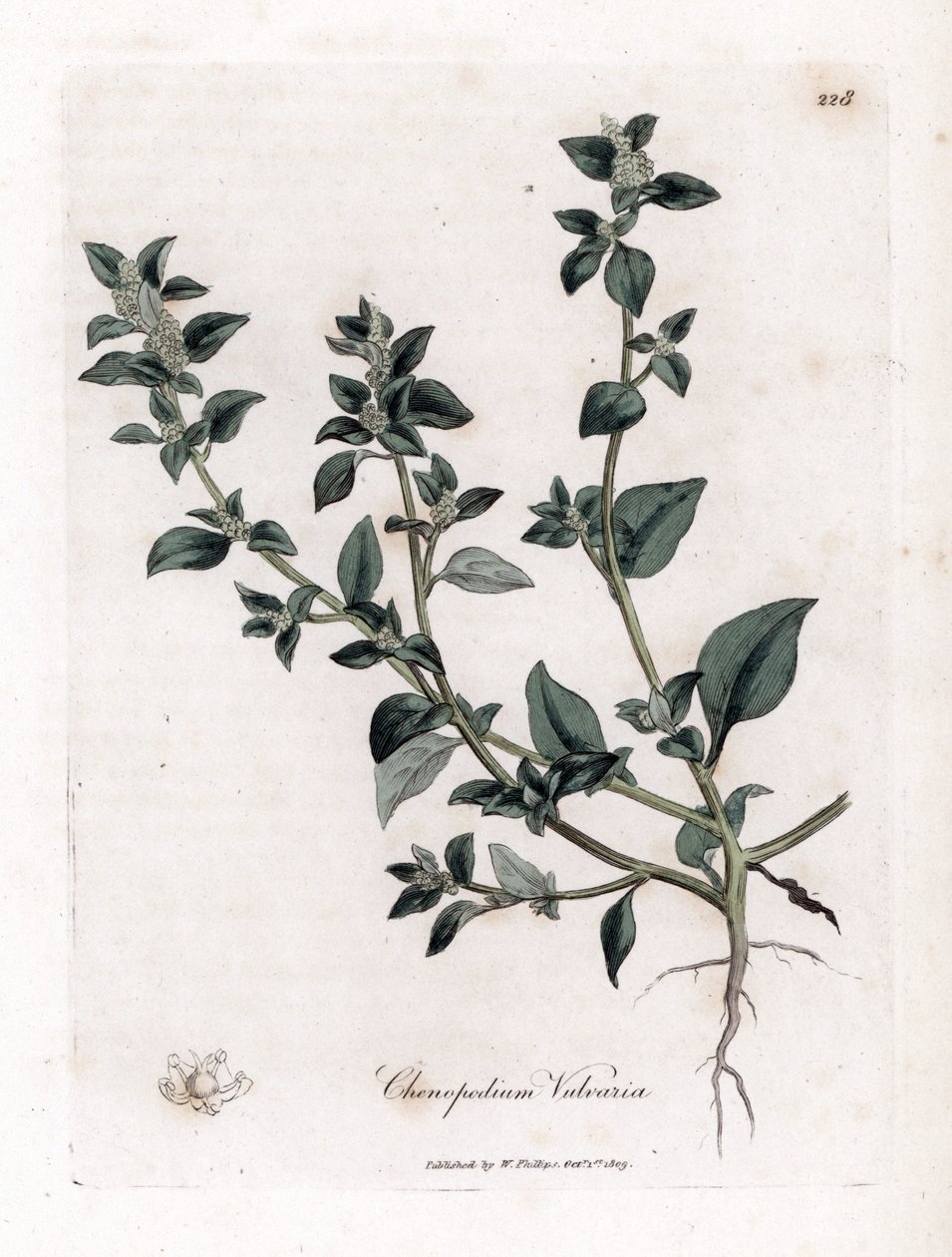Vuvaire - Pie de ganso apestoso, Chenopodium vulvaria. Grabado en cobre coloreado a mano de una ilustración botánica de James Sowerby extraída de "Medical Botany" de William Woodville y Sir William Jackson Hooker, John Bohn, Londres. de James Sowerby
