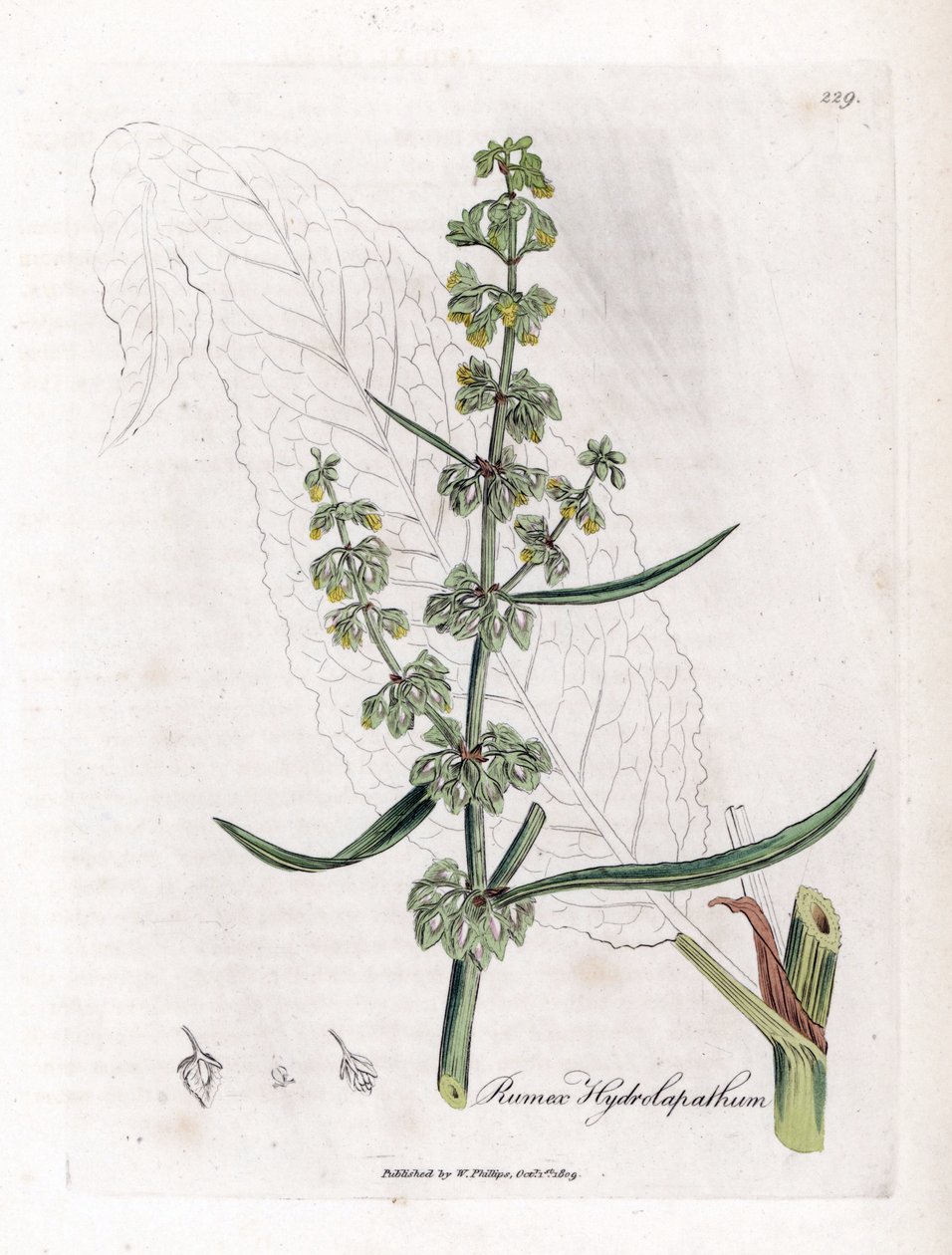 Paciencia acuática - Rumex hydrolapathum. Grabado en cobre coloreado a mano de una ilustración botánica de James Sowerby de la obra de William Woodville y Sir William Jackson Hooker "Medical Botany", John Bohn, Londres. de James Sowerby