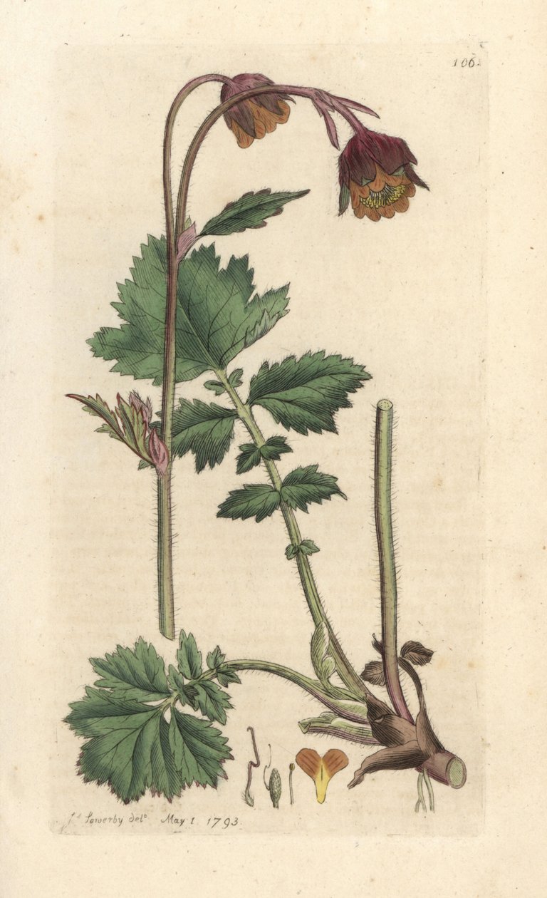 Water avens, Geum rivale Grabado en cobre coloreado a mano según una ilustración de James Sowerby de James Smith
