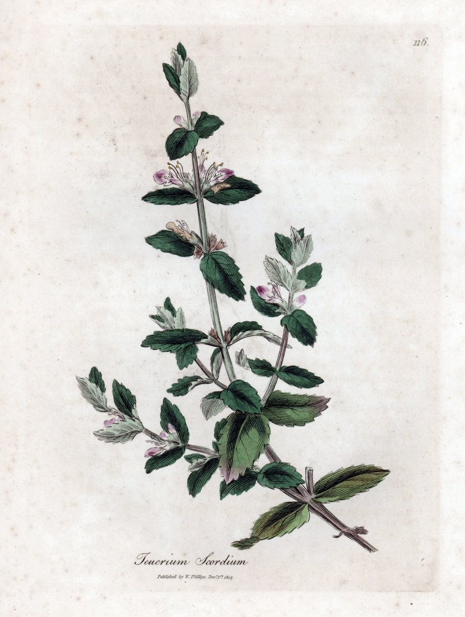 Water germandree - Germen de agua, Teucrium scordium. Grabado en cobre coloreado a mano de una ilustración botánica de James Sowerby de la obra "Botánica Médica" de William Woodville y Sir William Jackson Hooker, John Bohn, Londres. de James Sowerby