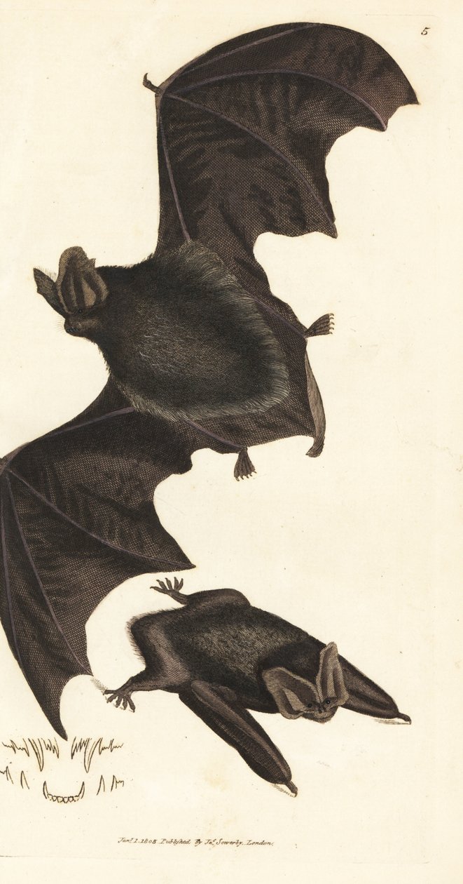 Murciélago barbastela occidental, Barbastella barbastellus barbastellus (Vespertilio barbastellus). Grabado en cobre coloreado a mano por James Sowerby de The British Miscellany, or Coloured figures of new, rare, or little known animal subjects. de James Sowerby