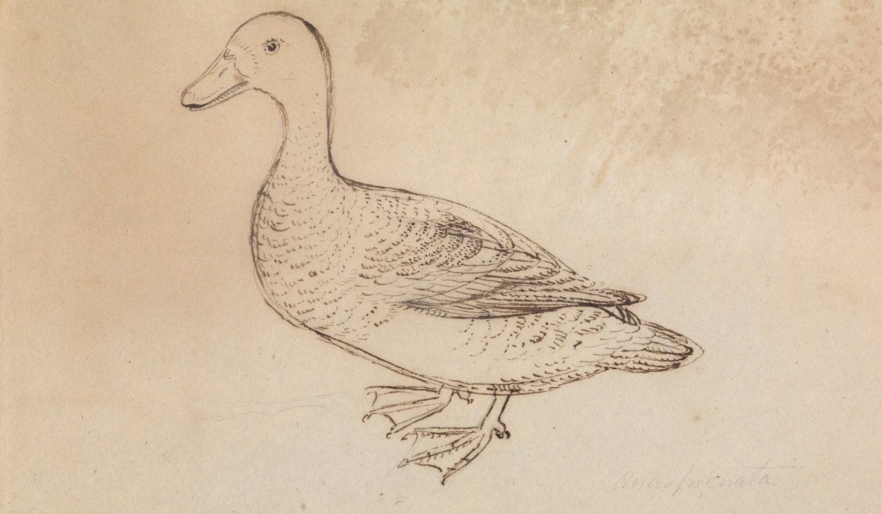 Pato silbador cariblanco de James Sowerby