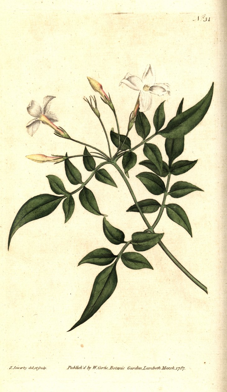 White Jasmine (or Jasmine officinal) - Jazmín común o jazmín, Jasminum officinale. Grabado en cobre coloreado a mano e ilustración botánica de James Sowerby de The Botanical Magazine de William Curtis, Lambeth Marsh, Londres. de James Sowerby