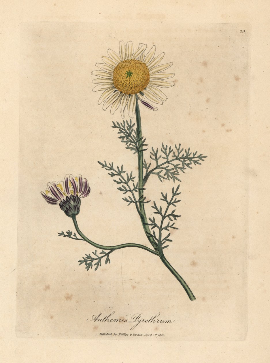 Manzanilla española blanca y amarilla, Anthemis pyrethrum de James Sowerby
