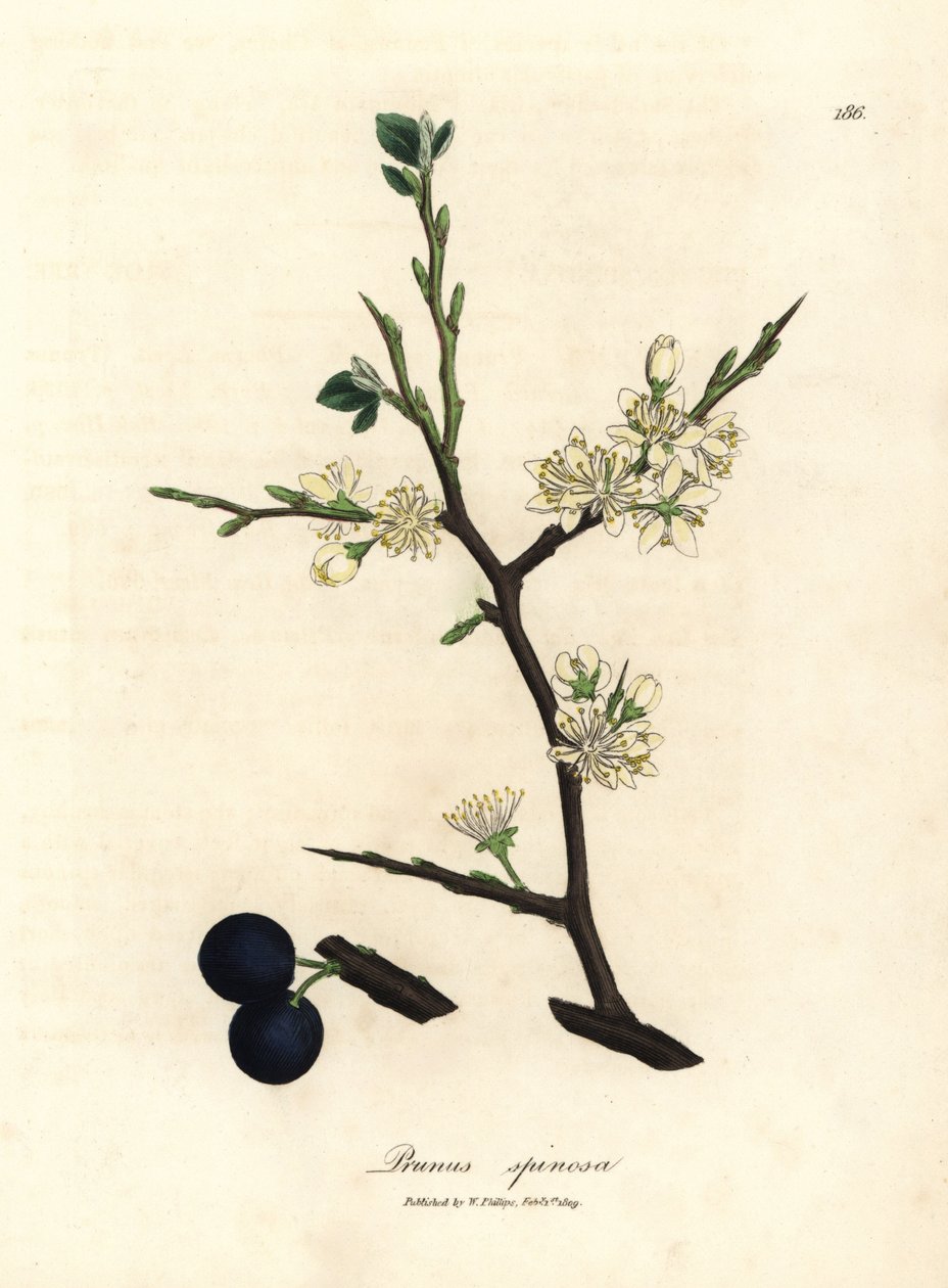 Flor blanca y bayas azules del endrino, Prunus spinosa de James Sowerby