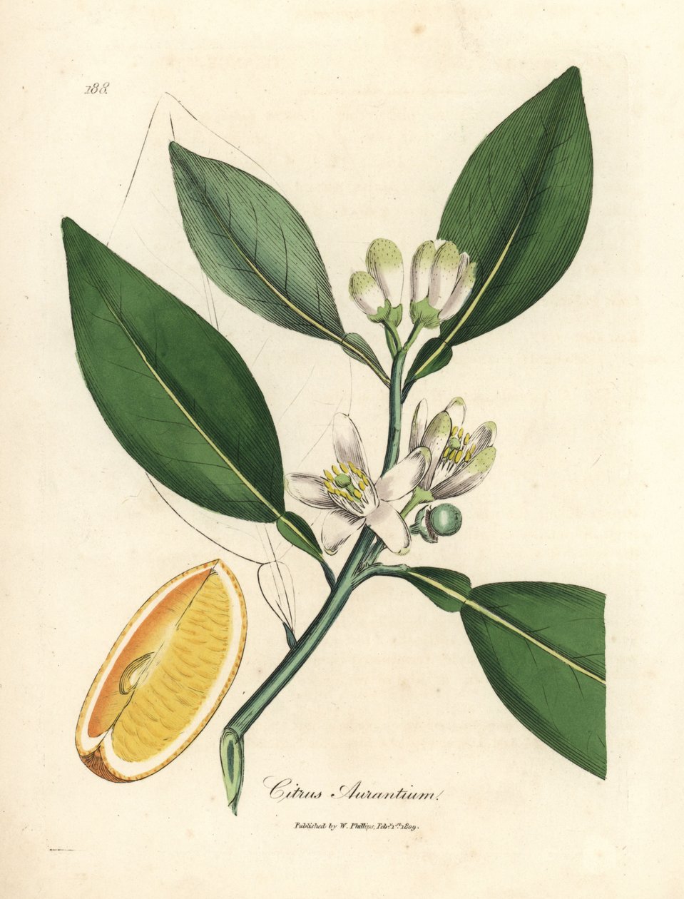 Flor blanca y gajo de fruta madura del naranjo, Citrus aurantium de James Sowerby