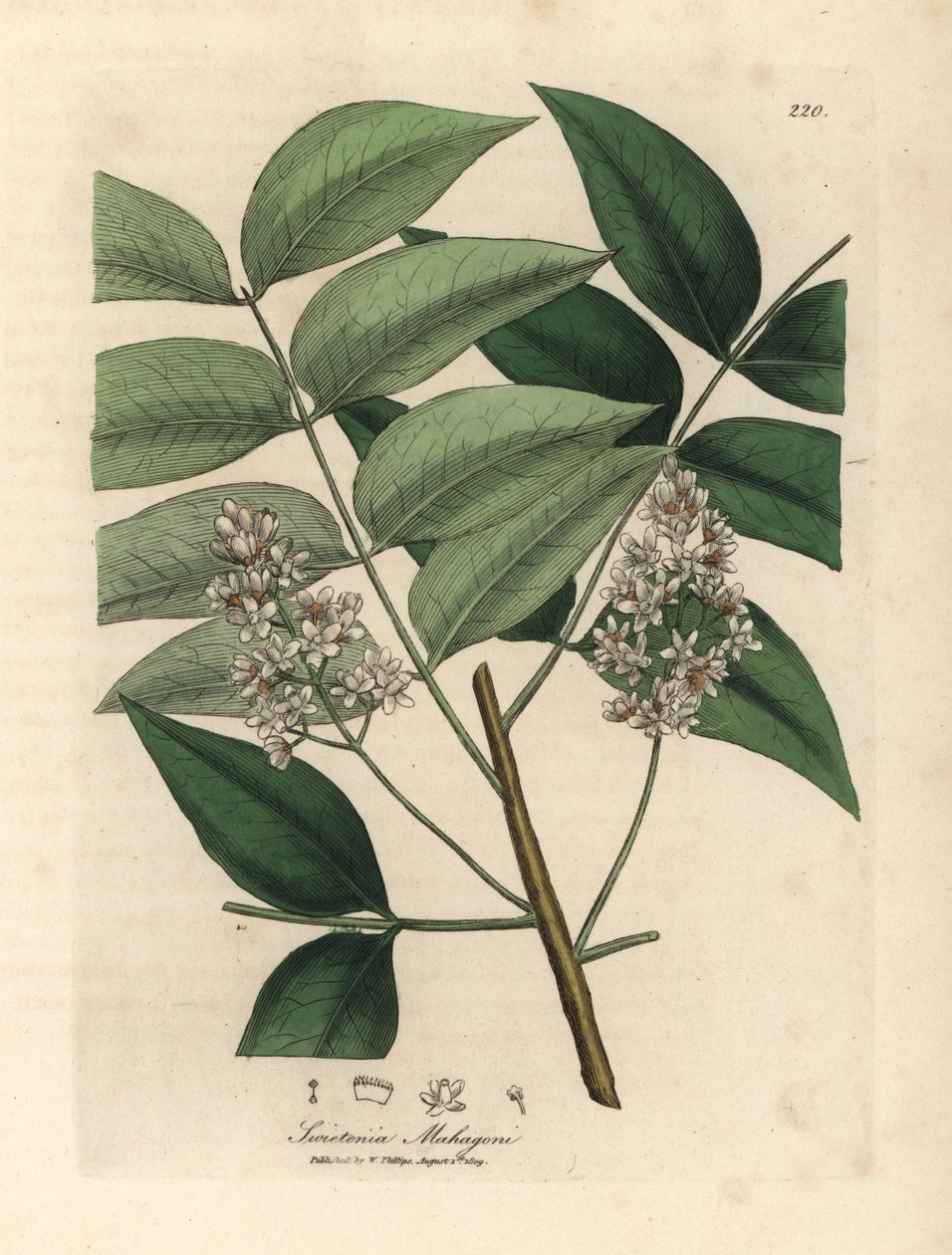 Caoba de flor blanca, Swietenia mahogani de James Sowerby
