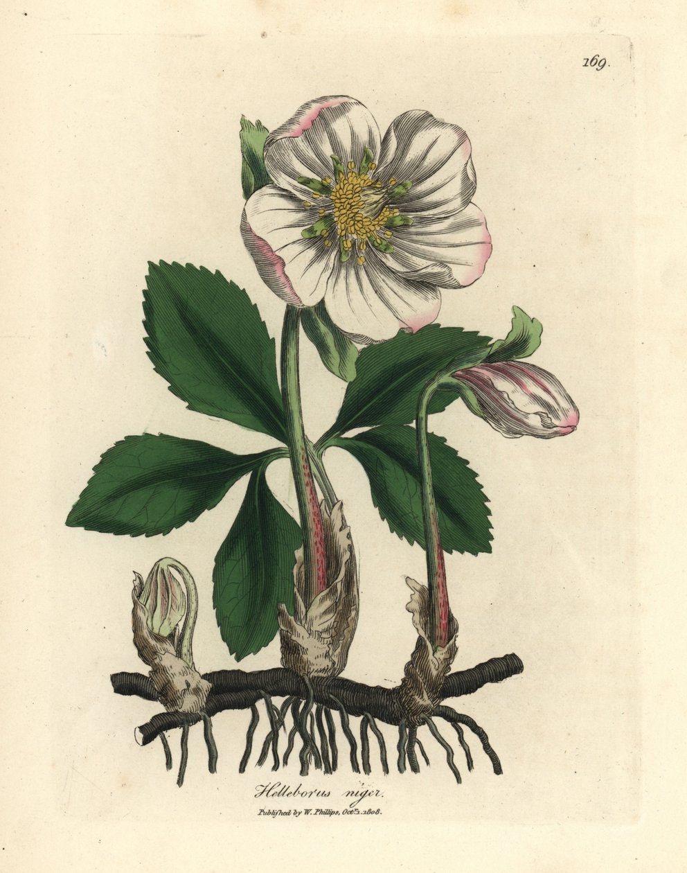 Heléboro negro de flor blanca o rosa de Navidad, Helleborus niger de James Sowerby