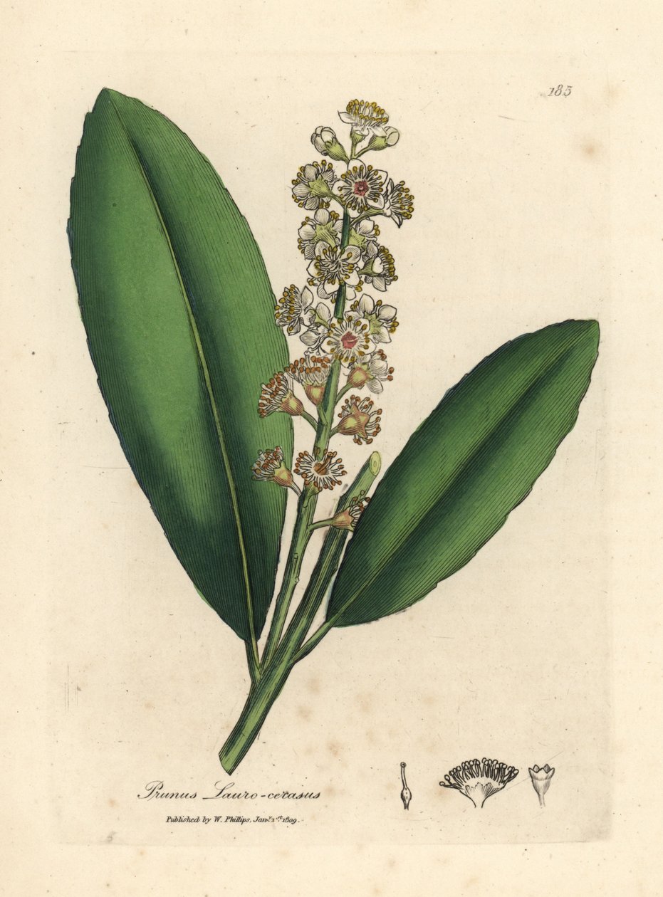 Laurel cerezo de flor blanca, Prunus laurocerasus de James Sowerby