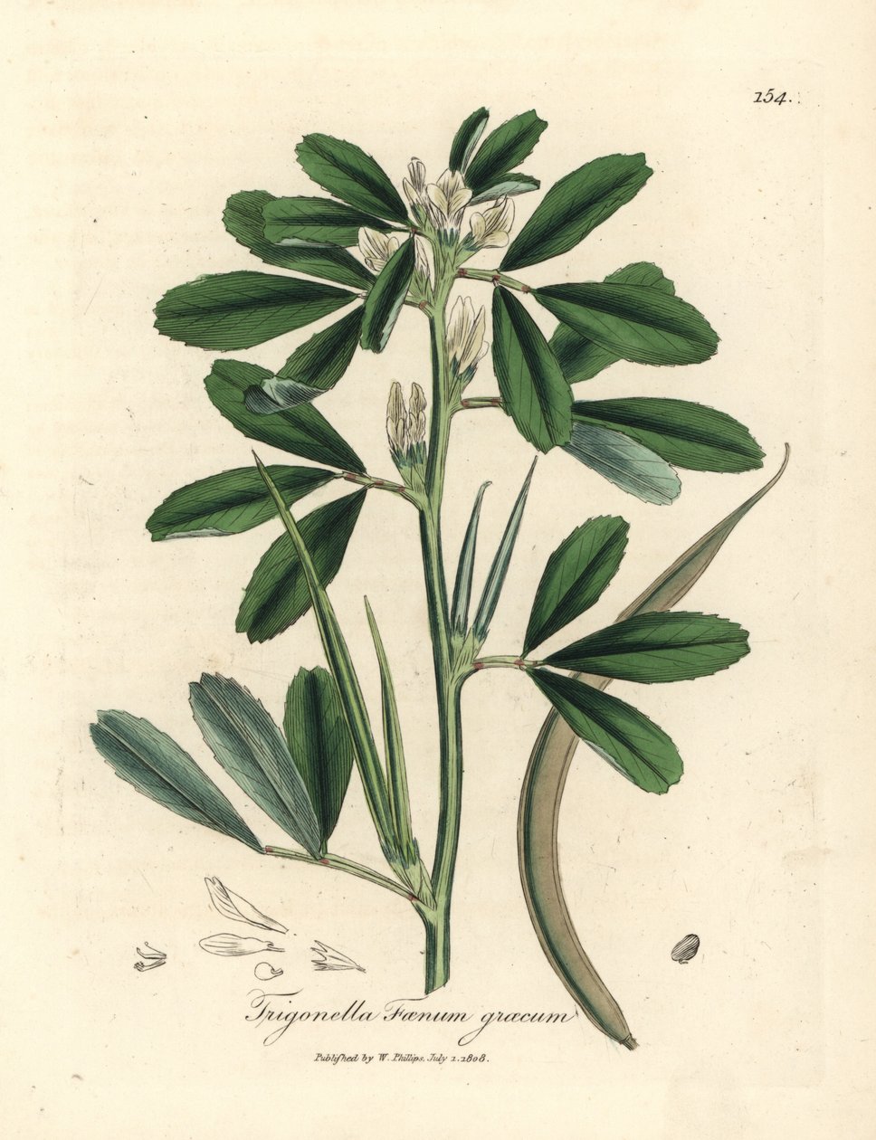 Alholva de flor blanca con vaina, Trigonella foenum graecum de James Sowerby