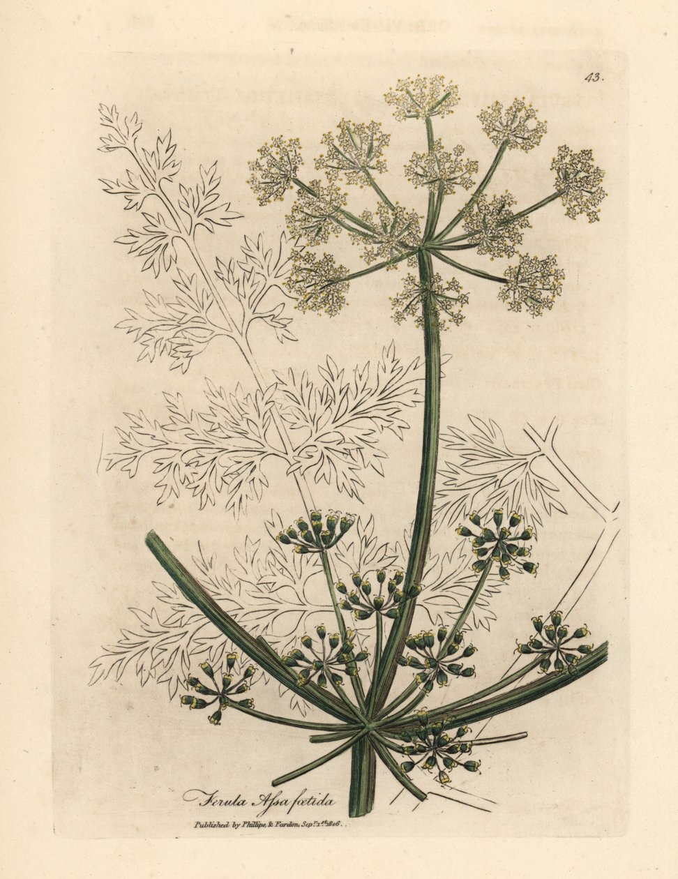 Hinojo gigante de flor blanca o asafétida, Ferula assafoetida de James Sowerby