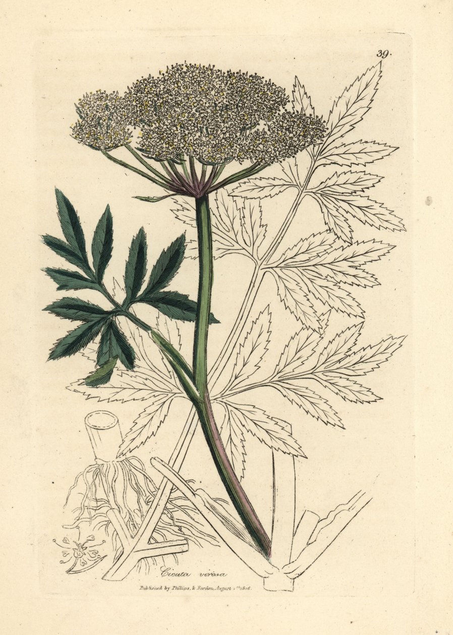 Cicuta virosa, cicuta de agua de flor blanca de James Sowerby