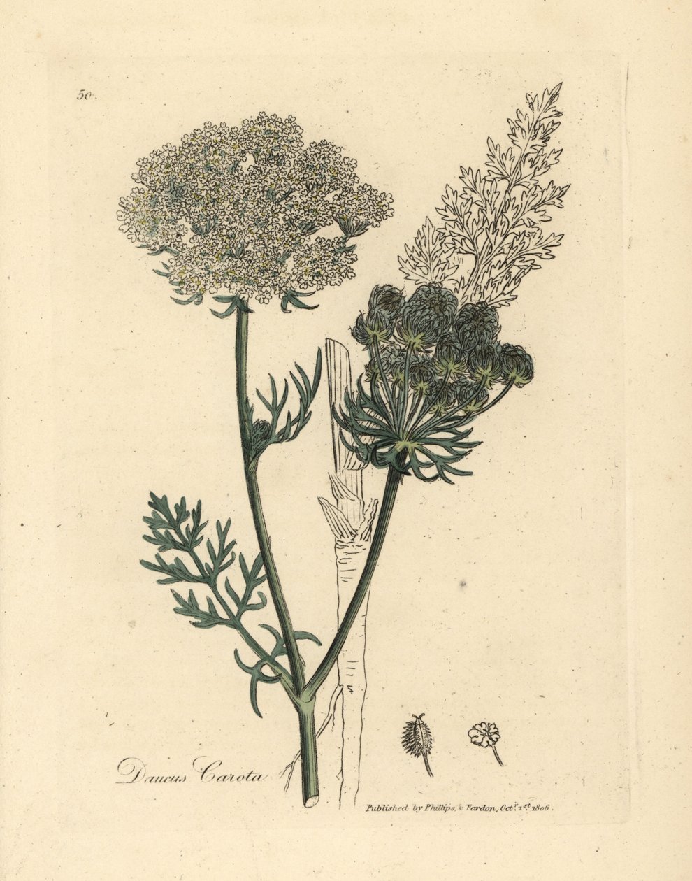 Zanahoria silvestre de flor blanca, Daucus carota de James Sowerby