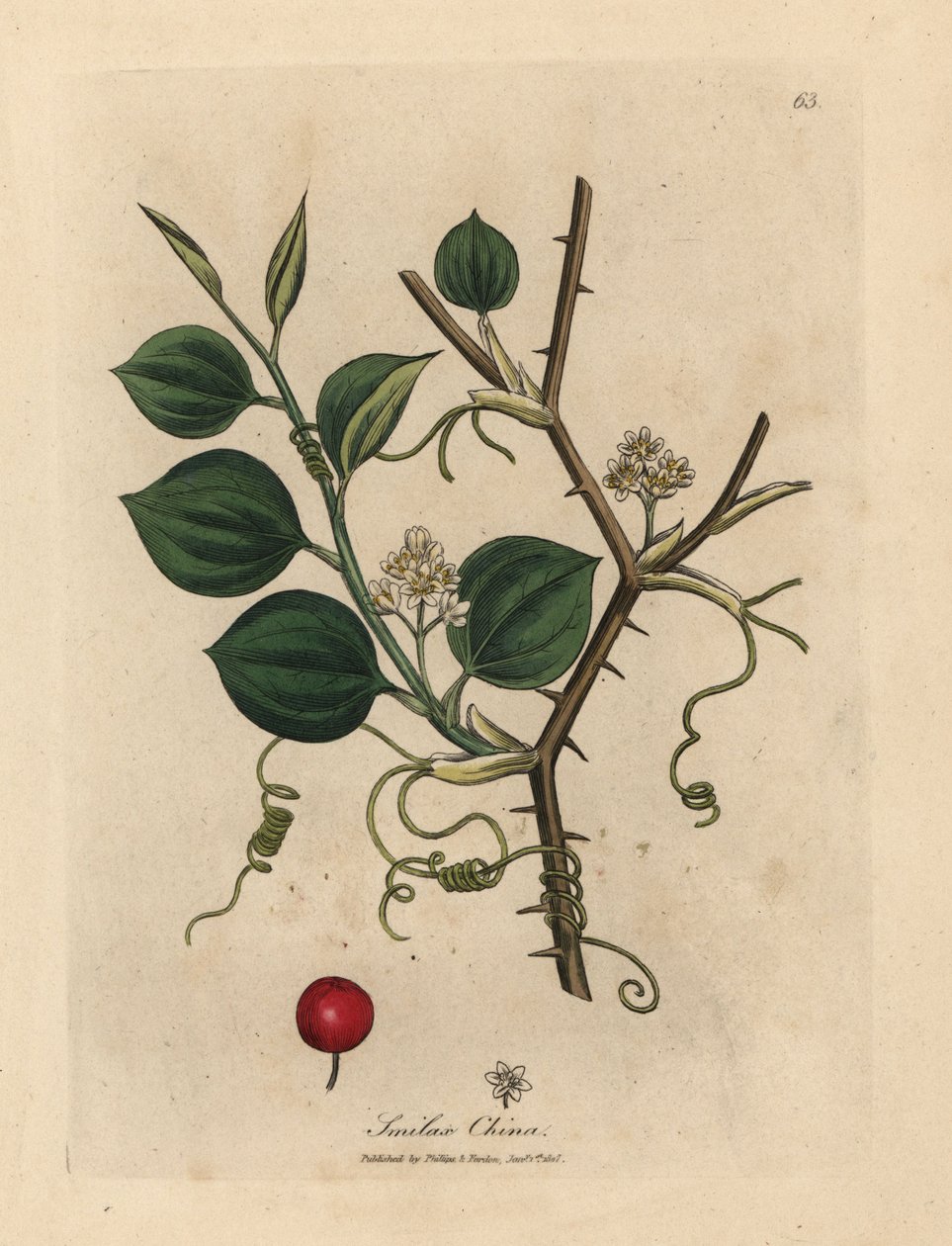 Flores blancas, zarcillos y bayas rojas de smilax chino de James Sowerby