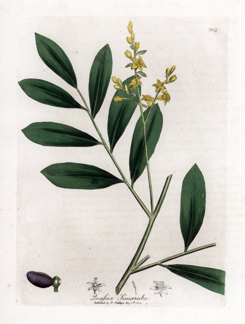 Caoba blanca o marupa - Simaruba, Simarouba amara. Grabado en cobre coloreado a mano de una ilustración botánica de James Sowerby extraída de "Medical Botany" de William Woodville y Sir William Jackson Hooker, John Bohn, Londres. de James Sowerby