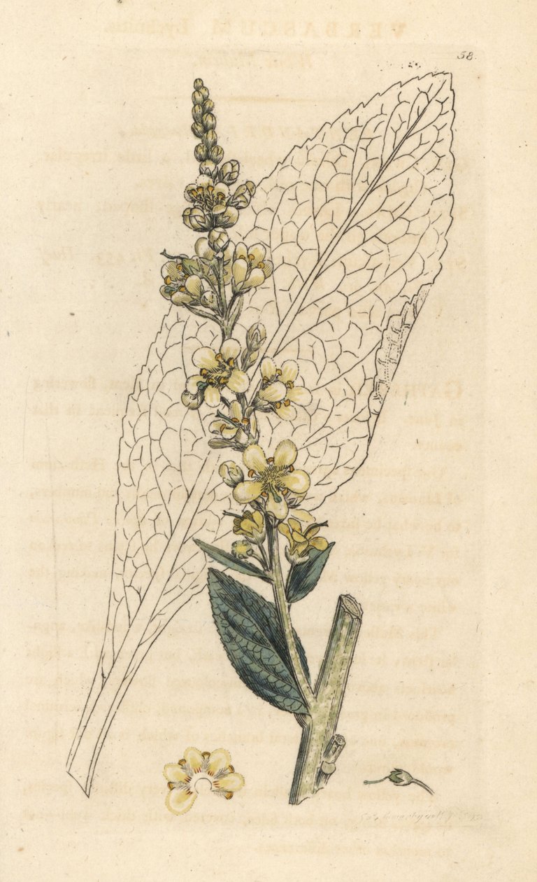 White mullein, Verbasum lychnitis (molene) Grabado en cobre coloreado a mano según una ilustración de James Sowerby de James Smith