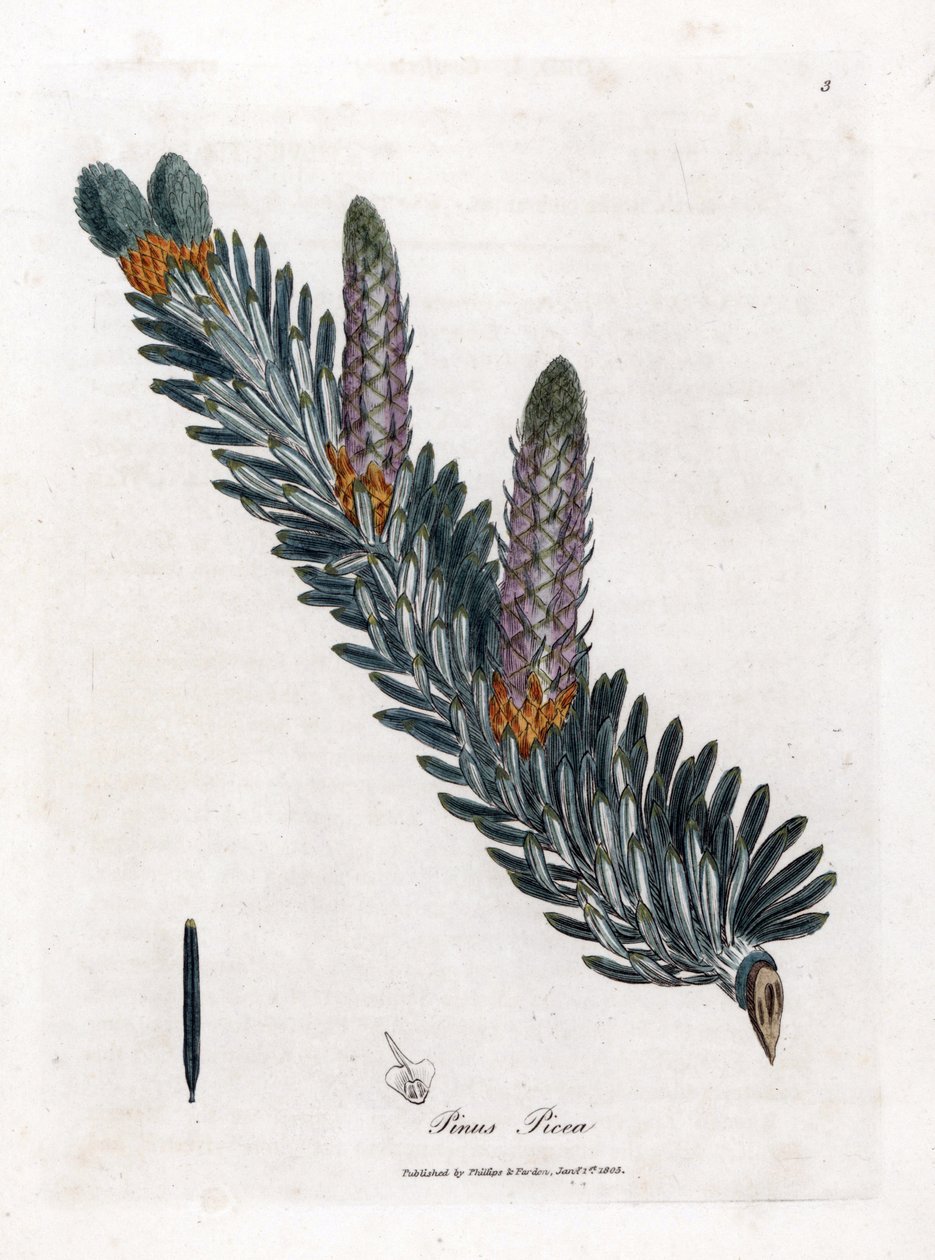 Abeto blanco o común - Abeto plateado, Abies alba. Grabado en cobre coloreado a mano de una ilustración botánica de James Sowerby extraída de "Medical Botany" de William Woodville y Sir William Jackson Hooker, John Bohn, Londres. de James Sowerby