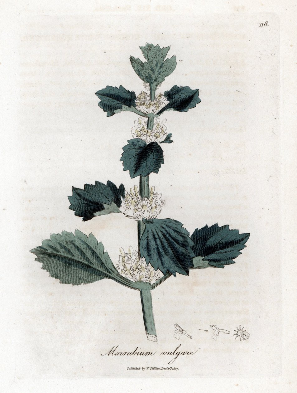 Marrubio blanco o común - Marrubio blanco, Marubium vulgare. Grabado en cobre coloreado a mano de una ilustración botánica de James Sowerby extraída de "Medical Botany" de William Woodville y Sir William Jackson Hooker, John Bohn, Londres. de James Sowerby