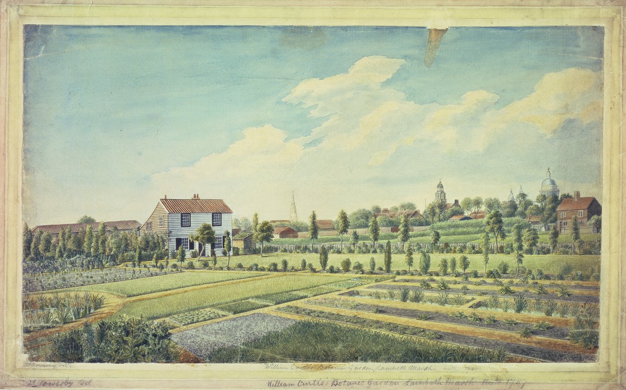 Jardines Botánicos de William Curtis, Lambeth Marsh, c.1787 de James Sowerby