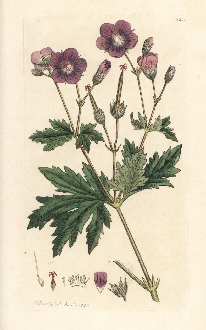 Geranio de los bosques, Geranium sylvatium (geranio de los bosques) Grabado en cobre coloreado a mano según una ilustración de James Sowerby de Botánica inglesa de James Smith, Londres. de James Sowerby