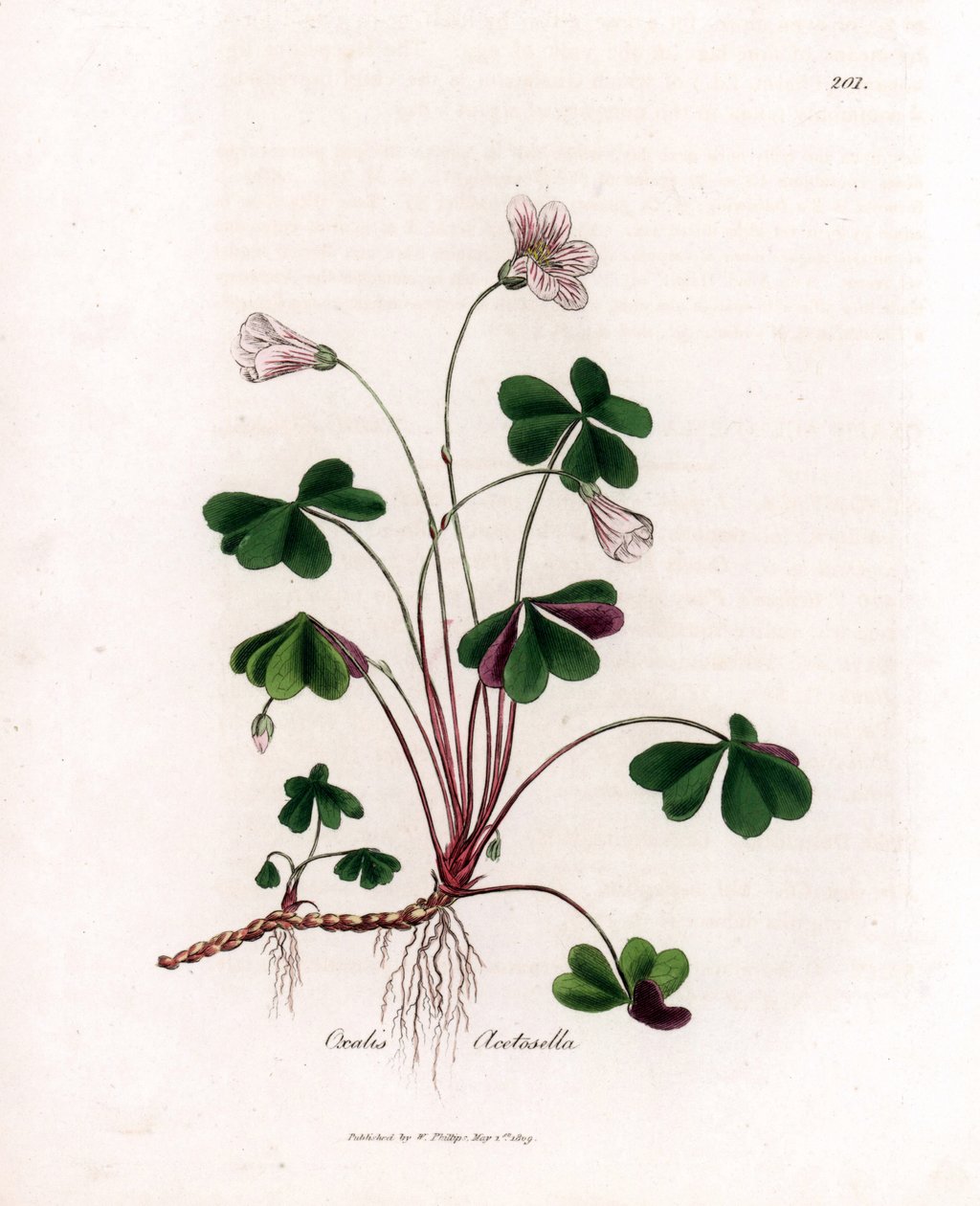 Acedera de madera u oxaluro de madera - Woodsorrel, Oxalis acetosella. Grabado en cobre coloreado a mano de una ilustración botánica de James Sowerby extraída de "Medical Botany" de William Woodville y Sir William Jackson Hooker, John Bohn, Londres. de James Sowerby