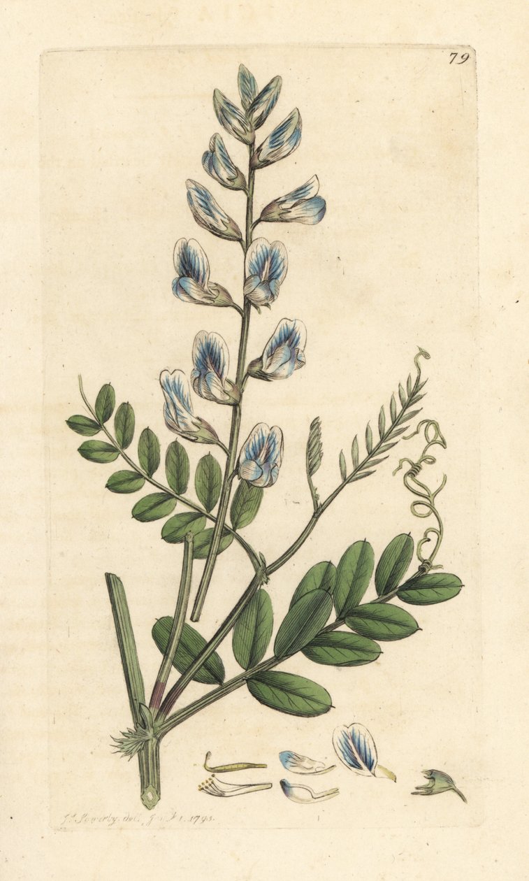 Vicia silvática (vesce des bois) Grabado en cobre coloreado a mano según una ilustración de James Sowerby de James Smith