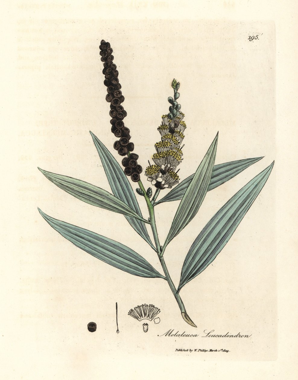 Cajeput de flor amarilla, Melaleuca leucadendron de James Sowerby