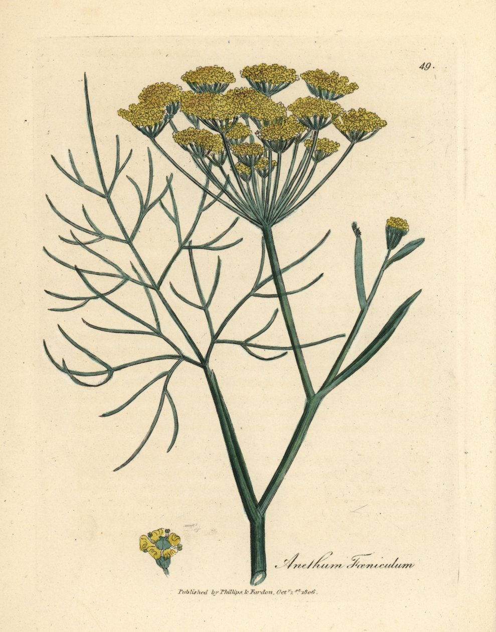 Hinojo de flor amarilla, Anethum foeniculum de James Sowerby