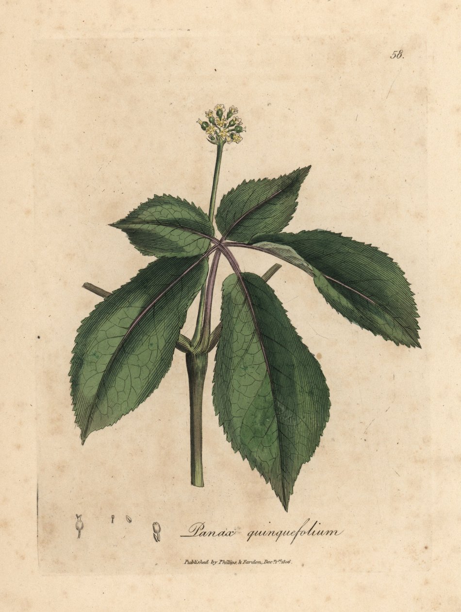 Planta de ginseng de flor amarilla, Panax quinquefolium de James Sowerby