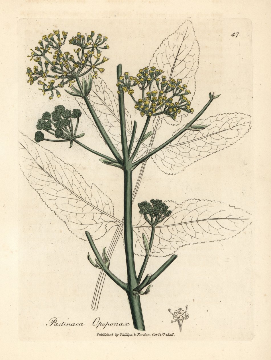 Pastinaca opopanax de flores amarillas, Pastinaca opopanax de James Sowerby
