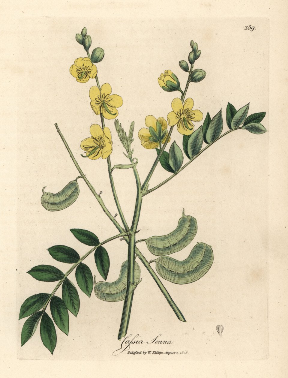 Sen de flores amarillas o casia egipcia con vainas de semillas, Cassia senna de James Sowerby