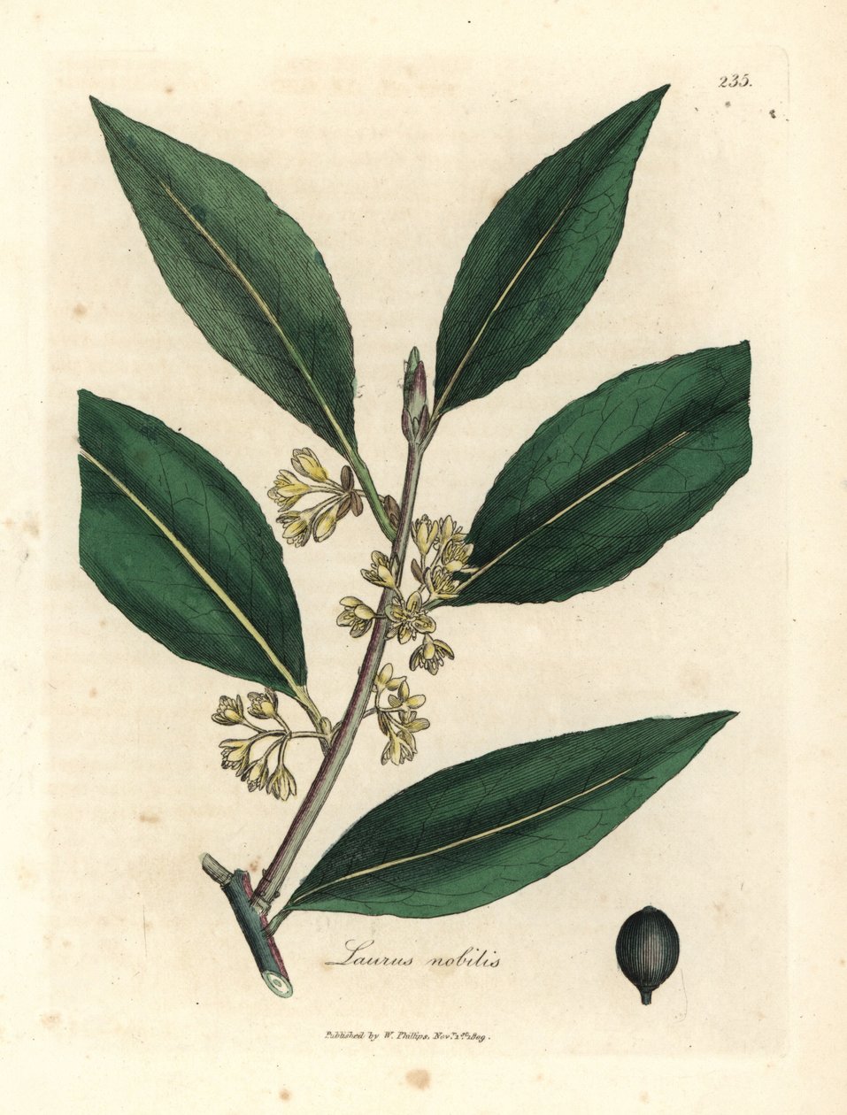 Laurel dulce de flor amarilla, Laurus nobilis de James Sowerby