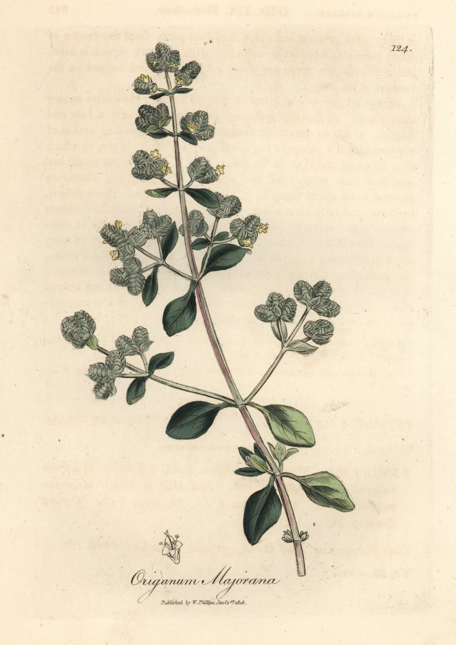 Mejorana dulce de flor amarilla, Origanum majorana de James Sowerby