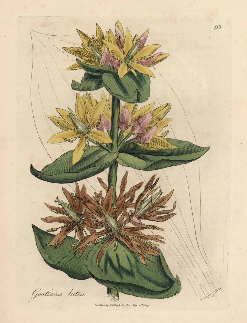 Genciana amarilla, Gentiana lutea de James Sowerby