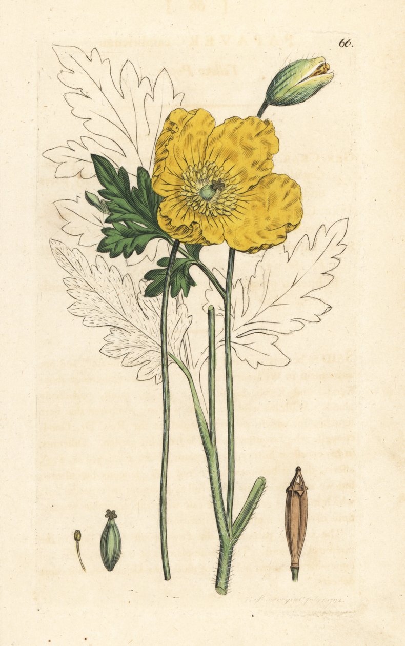 Amapola amarilla o galesa, Papaver cambricum (amapola amarilla). Grabado en cobre coloreado a mano según una ilustración de James Sowerby de James Smith