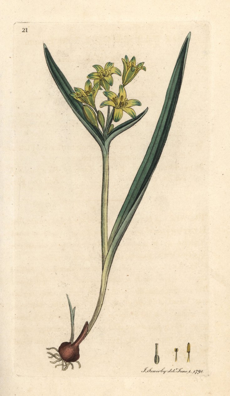 Estrella amarilla de Belén, Gagea lutea (Ornithogalum luteum) (gagee jaune) Grabado en cobre coloreado a mano según una ilustración de James Sowerby de Botánica inglesa de James Smith, Londres. de James Sowerby