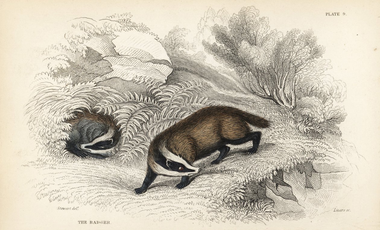 Europäischer Dachs, Meles meles (Meles taxus). Handkolorierter Stahlstich von Lizars nach einer Illustration von James Stewart aus William Jardines 