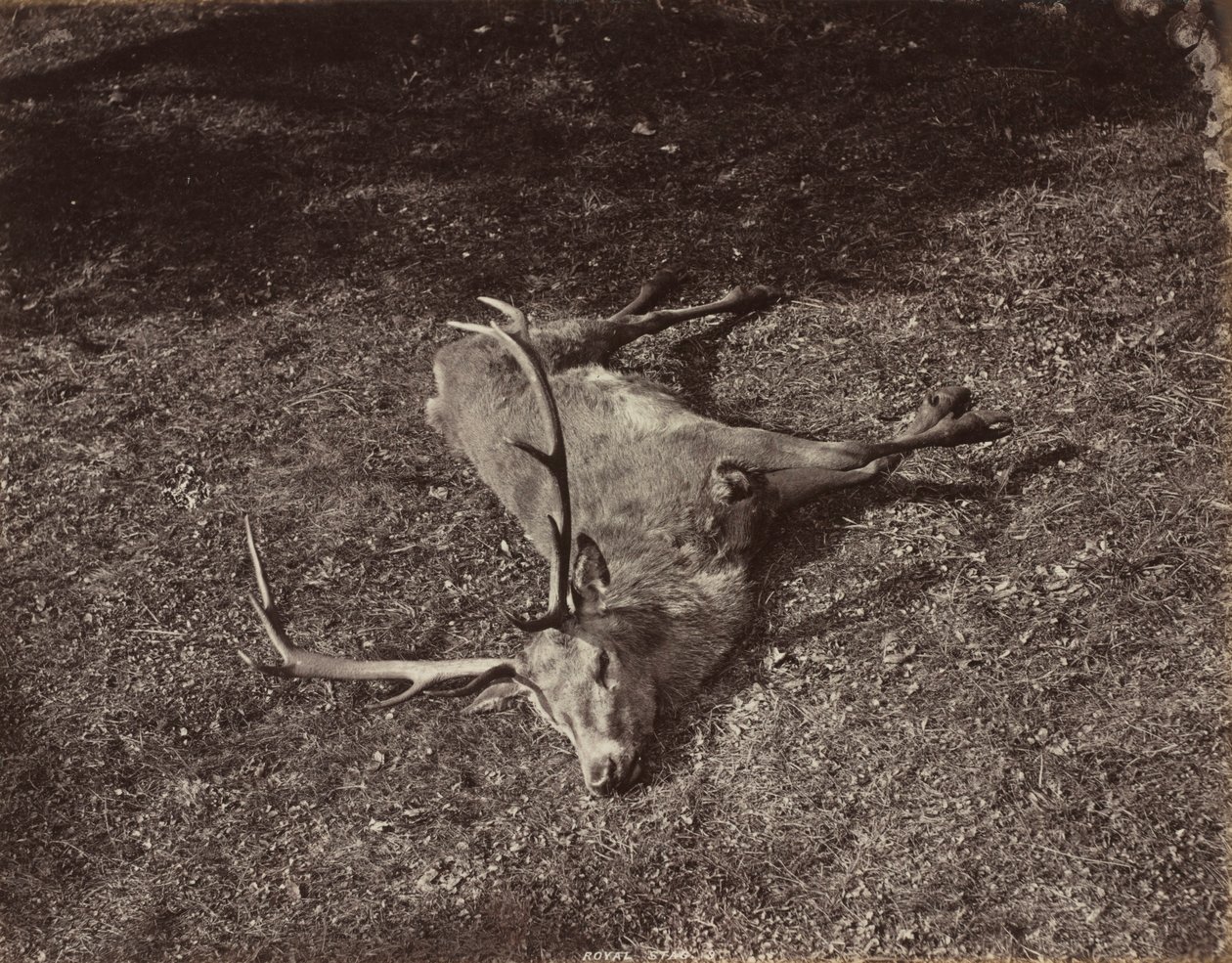 El ciervo real, c. 1870 de James Valentine