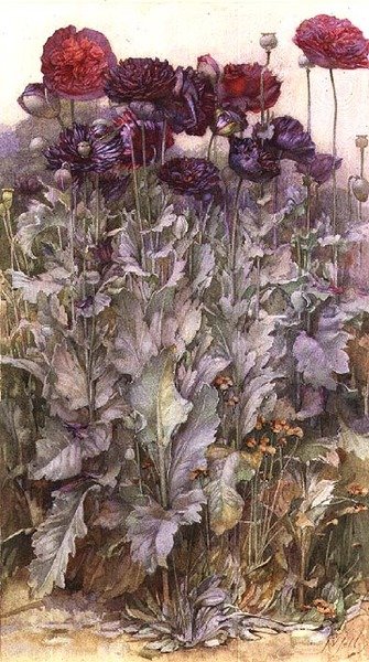 Amapolas de James Valentine Jelley