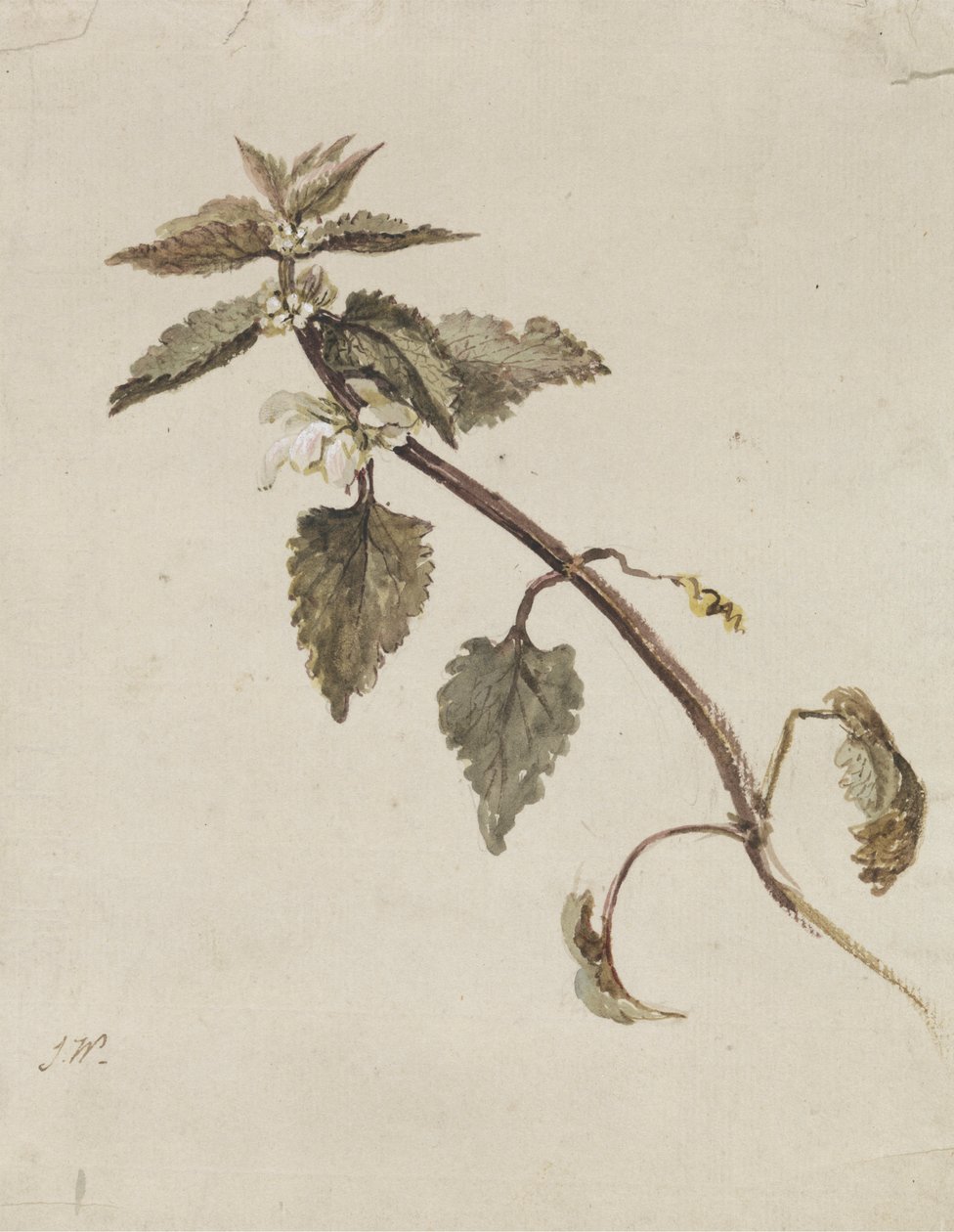 Una rama foliada de James Ward