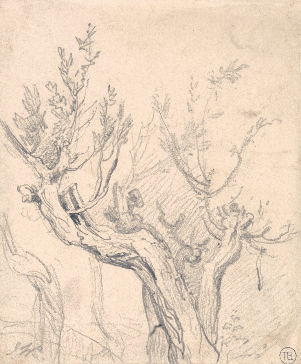 Un árbol nudoso de James Ward