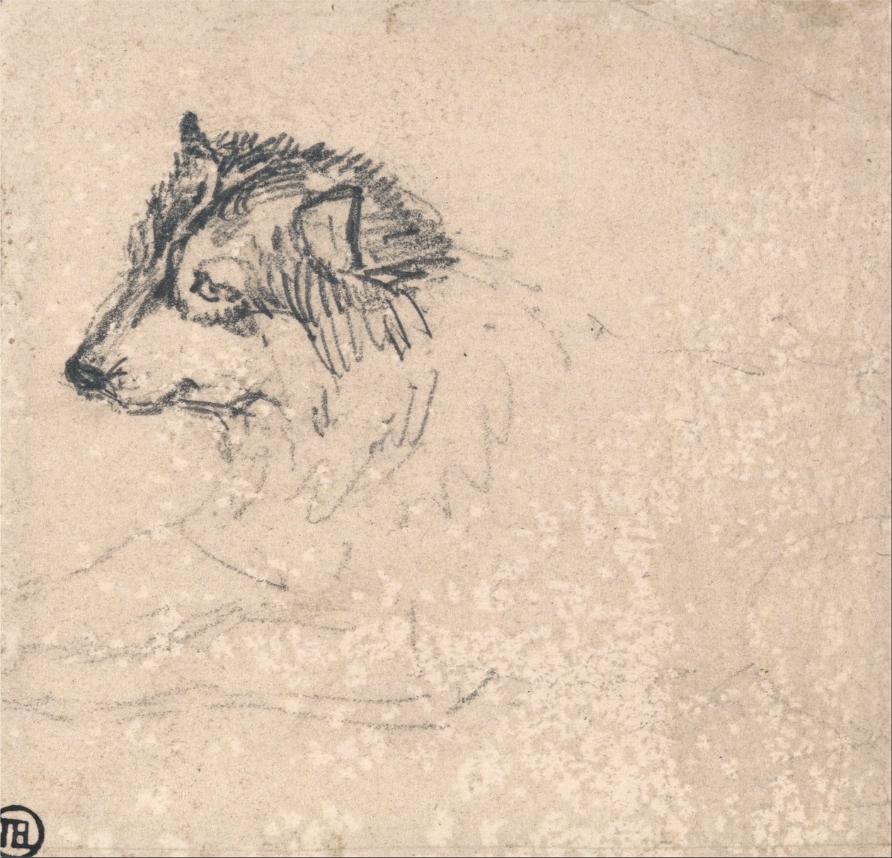 Perro del Ártico, mirando a la izquierda de James Ward