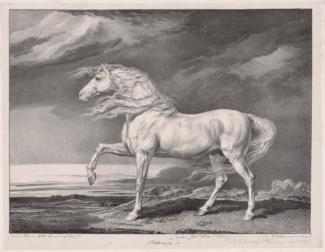 Fourteen Celebrated Horses:  Adonis de James Ward