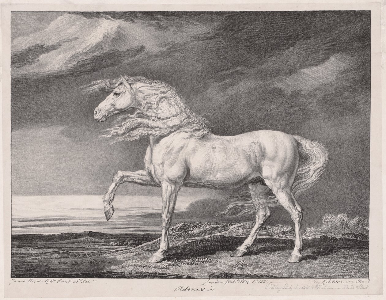 Catorce caballos célebres: Adonis, 1824 de James Ward