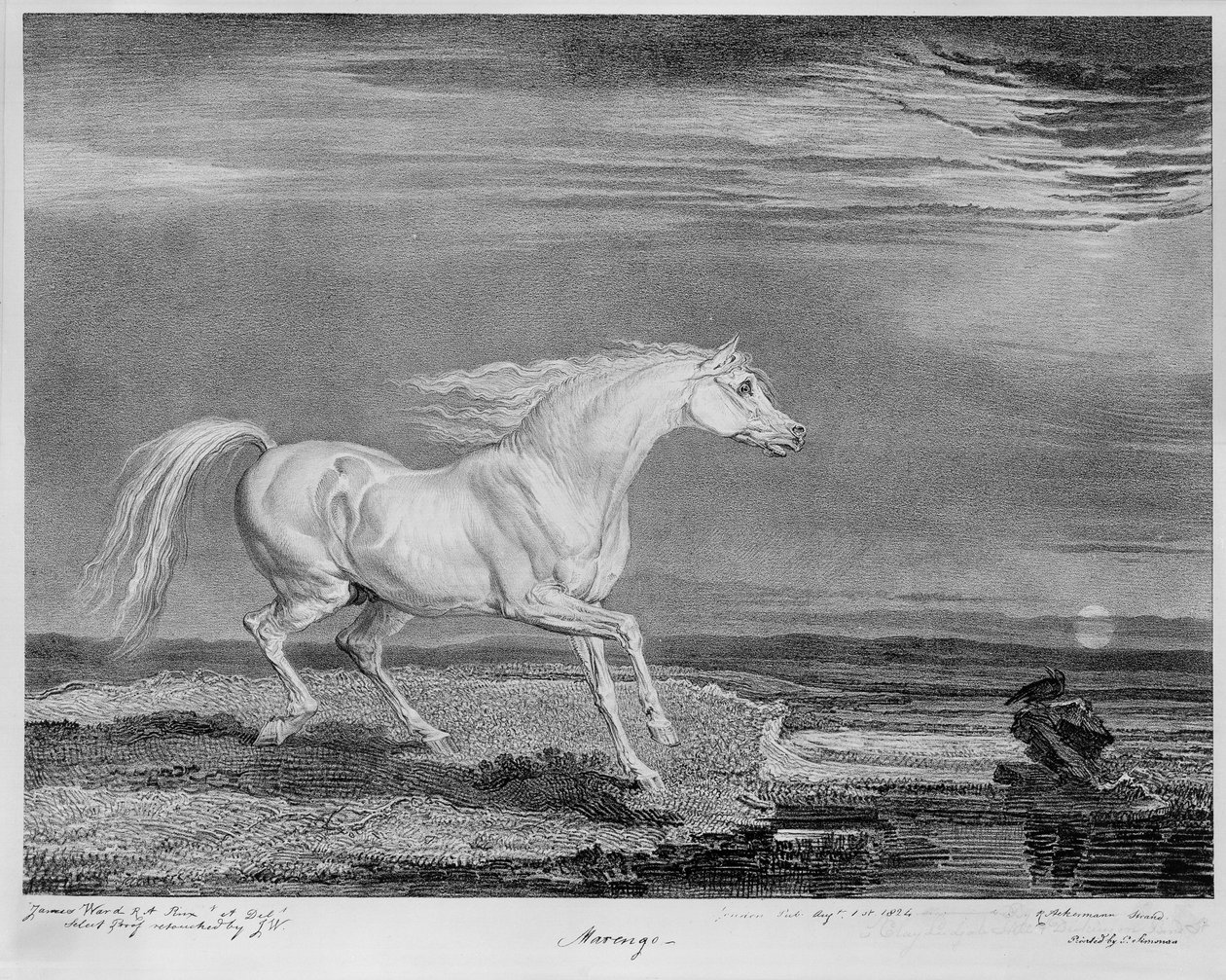‘Marengo’, el caballo favorito de Napoleón I, c.1815 de James Ward